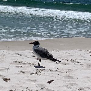 Meet your Posher, Alla